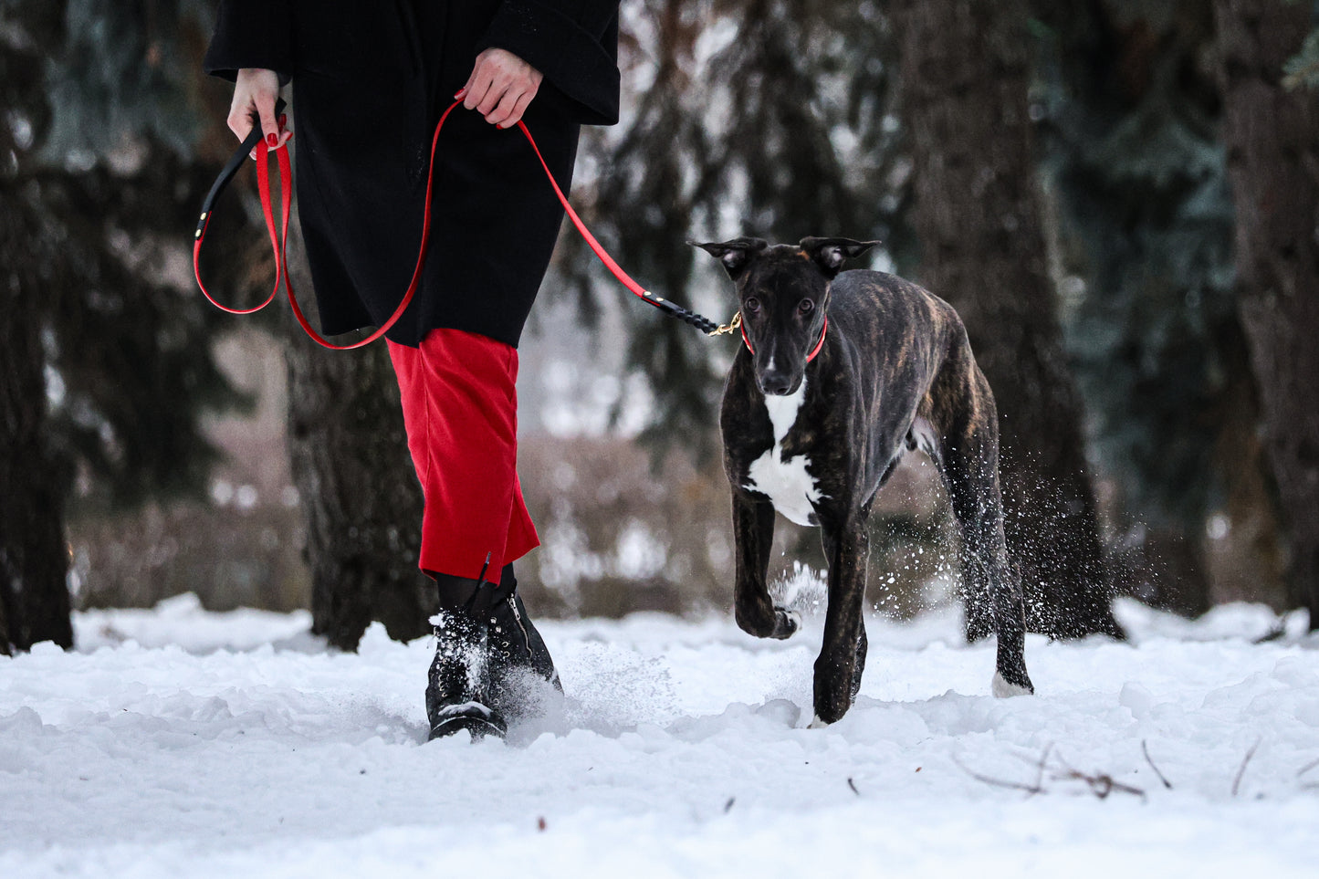 Gult & svart BioThane Sett.
